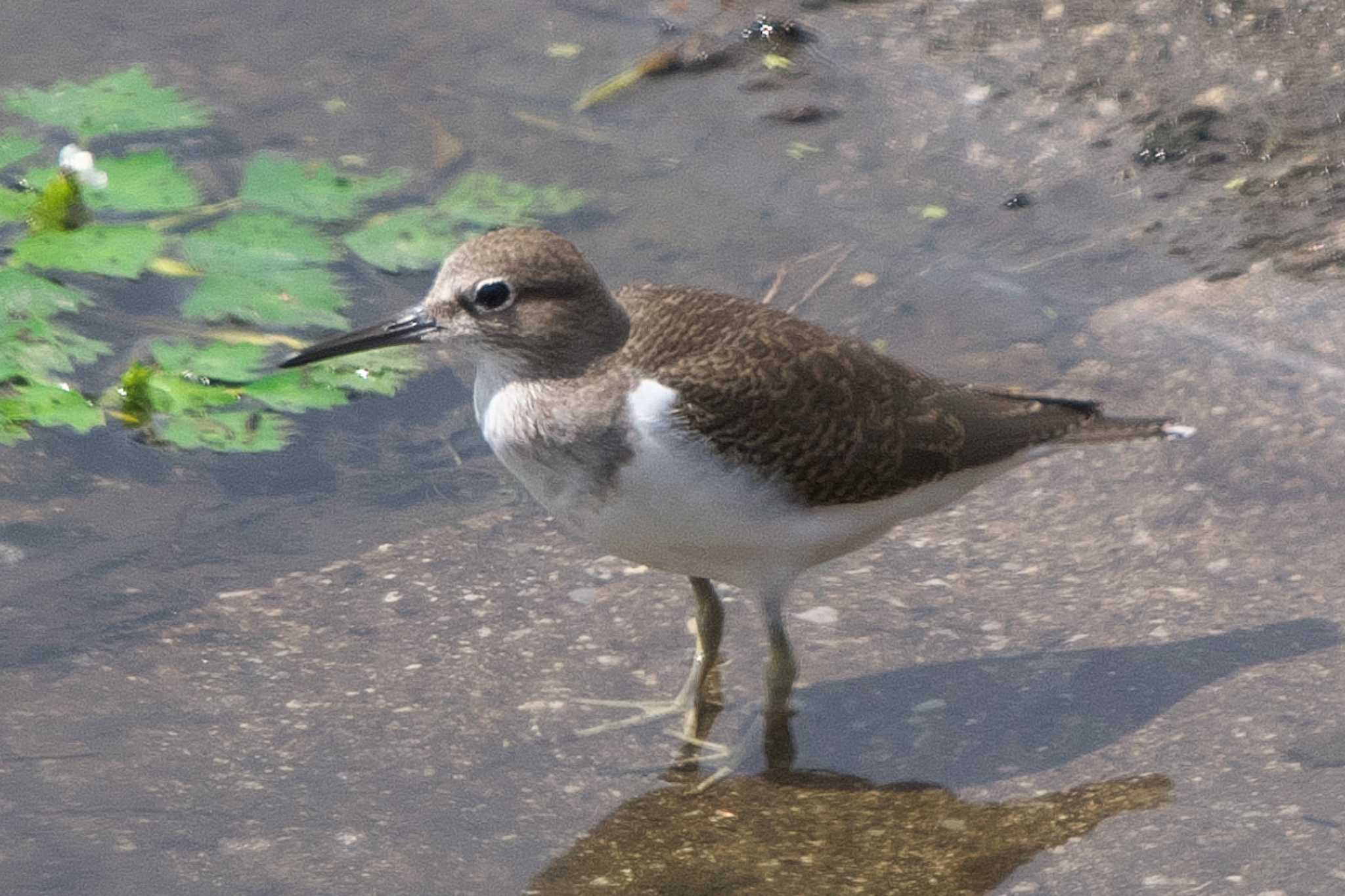 Photo of Common Sandpiper at 境川遊水地公園 by Y. Watanabe