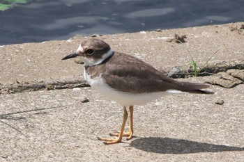 Long-billed Plover 境川遊水地公園 Tue, 9/6/2022