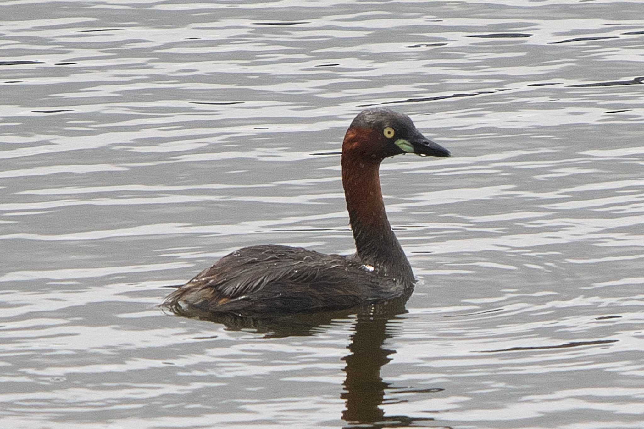 Little Grebe