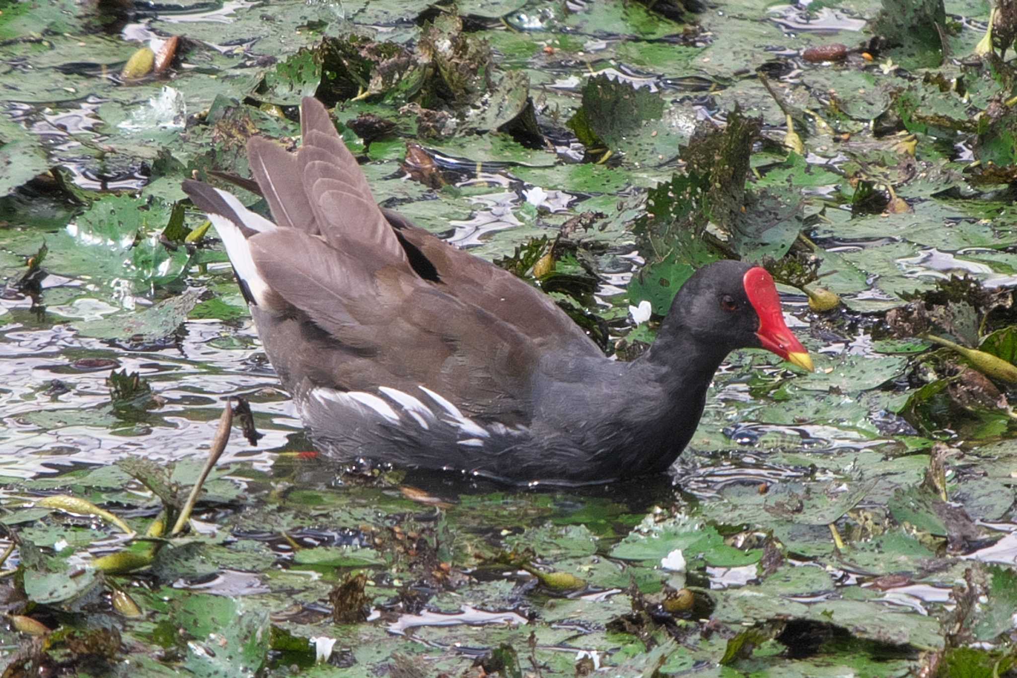 Photo of Common Moorhen at 境川遊水地公園 by Y. Watanabe