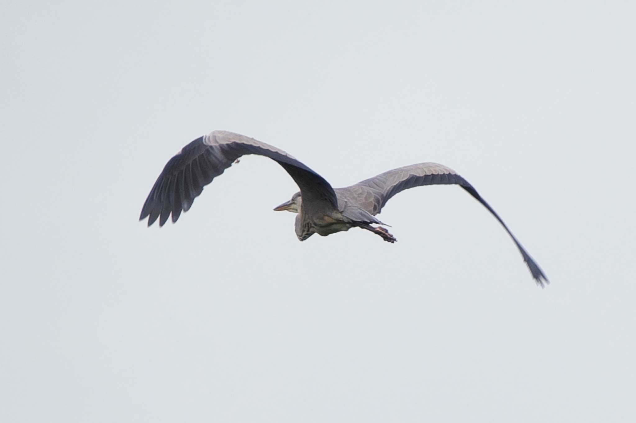 Photo of Grey Heron at 池子の森自然公園 by Y. Watanabe