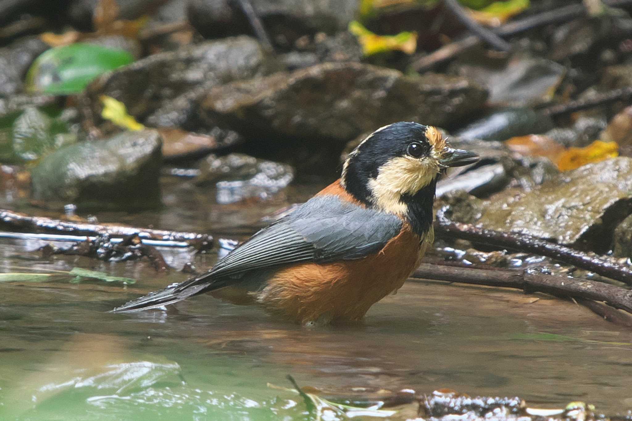 Photo of Varied Tit at 池子の森自然公園 by Y. Watanabe