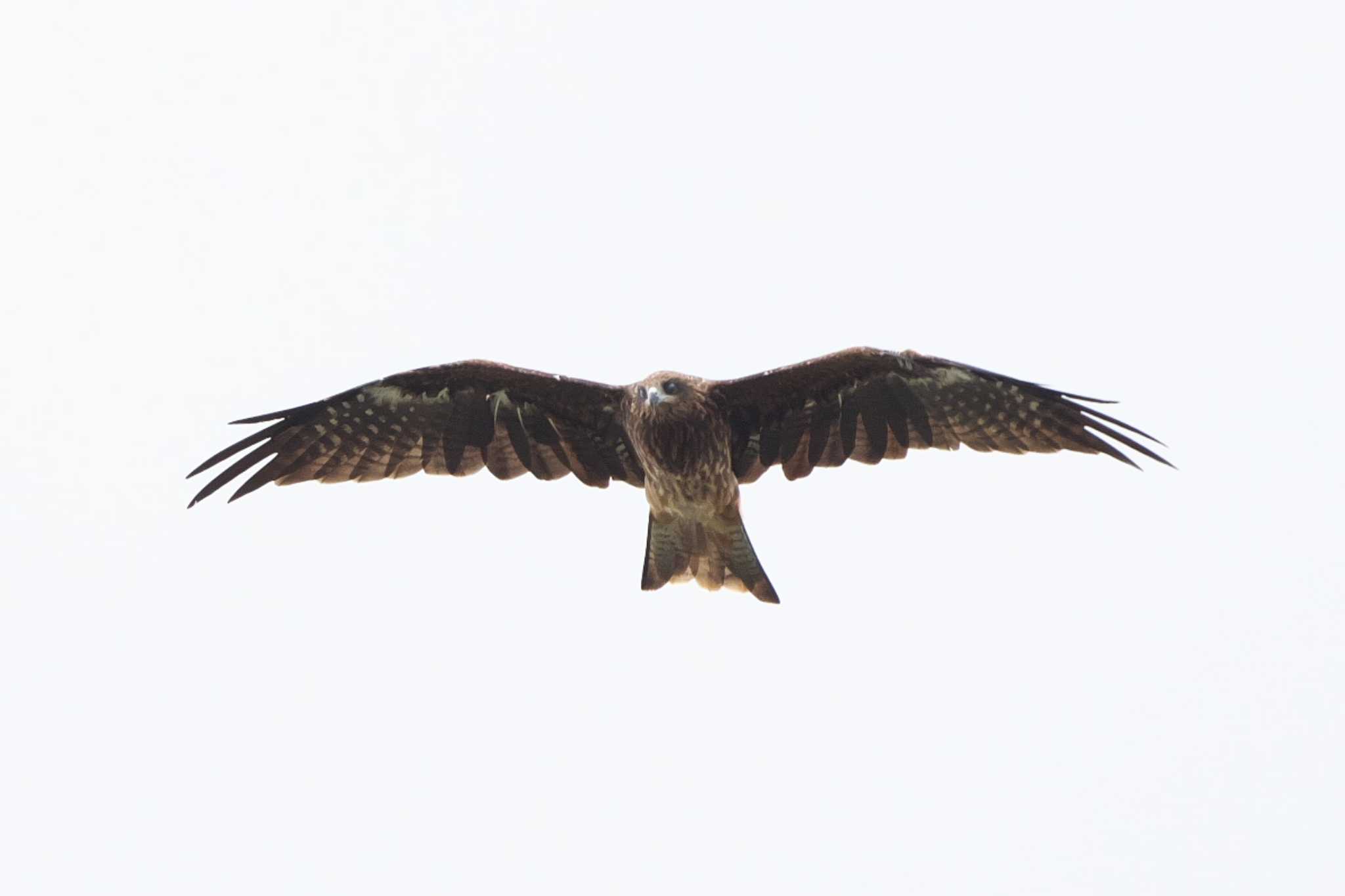 Photo of Black Kite at 池子の森自然公園 by Y. Watanabe