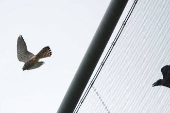 Common Kestrel 池子の森自然公園 Wed, 9/7/2022