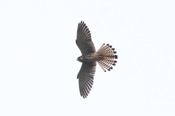 Common Kestrel 池子の森自然公園 Wed, 9/7/2022