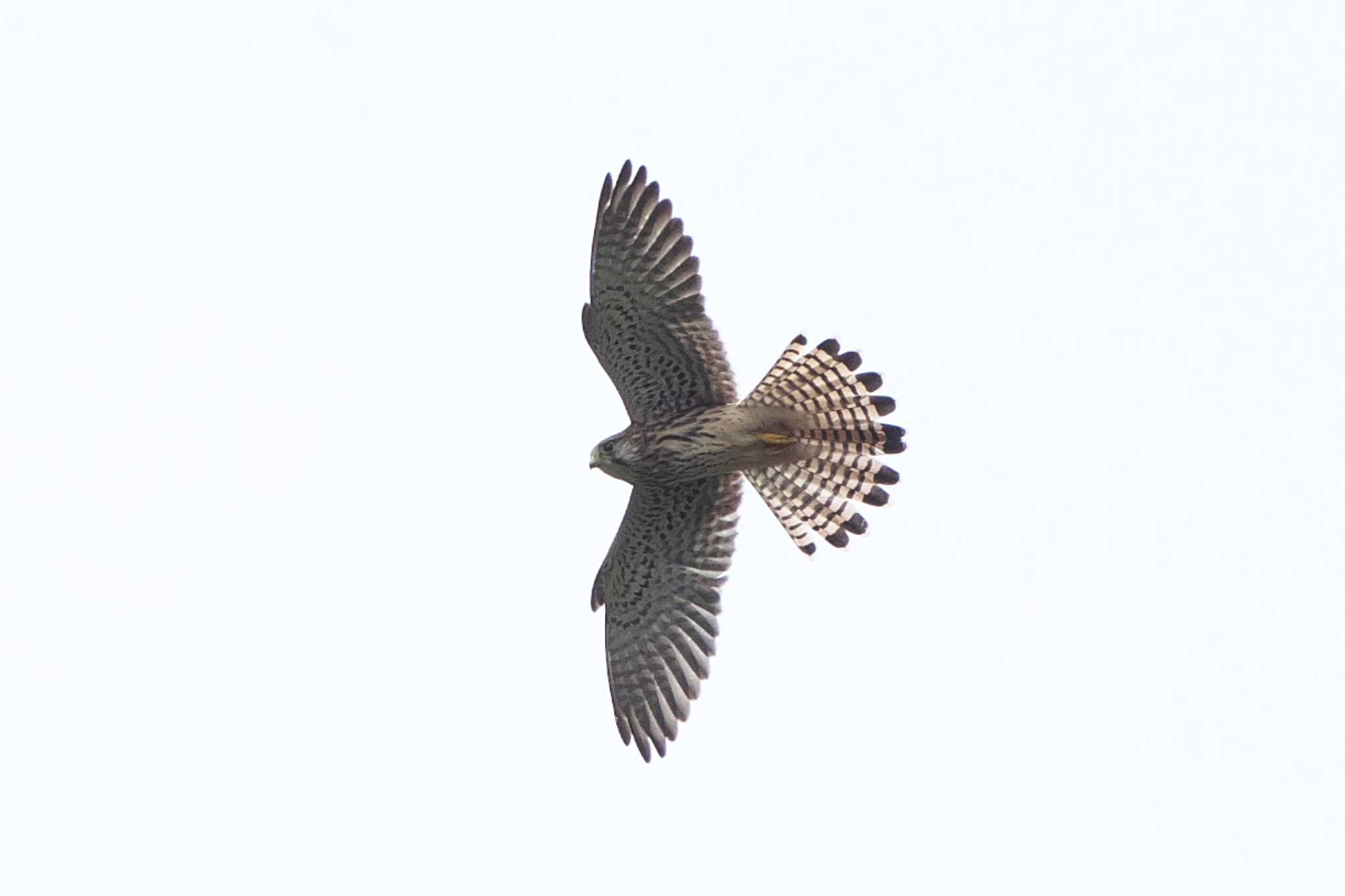 Photo of Common Kestrel at 池子の森自然公園 by Y. Watanabe