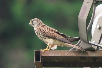 Wed, 9/7/2022 Birding report at 池子の森自然公園