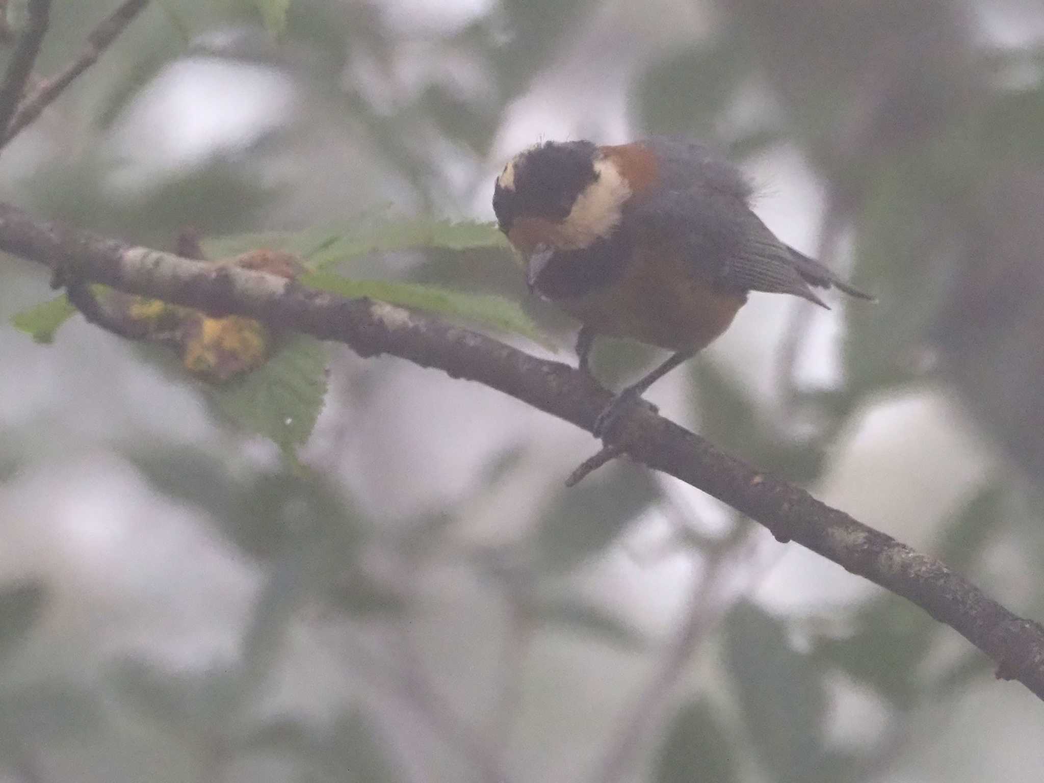 Varied Tit