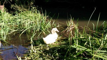 Unknown Species 宝来公園 Fri, 10/17/2014