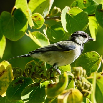 Japanese Tit Makomanai Park Thu, 9/8/2022