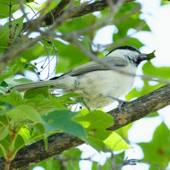 Marsh Tit Makomanai Park Thu, 9/8/2022