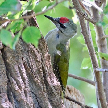 Grey-headed Woodpecker Makomanai Park Thu, 9/8/2022