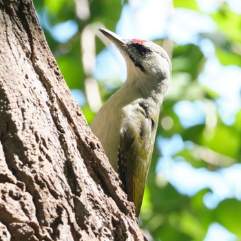 Grey-headed Woodpecker Makomanai Park Thu, 9/8/2022