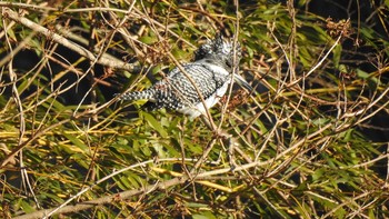Crested Kingfisher 福島県いわき市 Tue, 1/2/2018