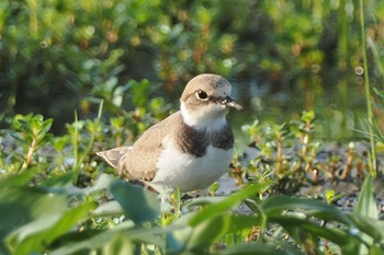 コチドリ 厚木田んぼ(猿ヶ島) 2022年8月27日(土)