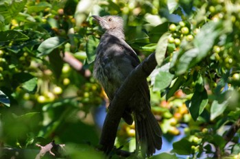 Brown-eared Bulbul 福井緑地(札幌市西区) Thu, 9/8/2022