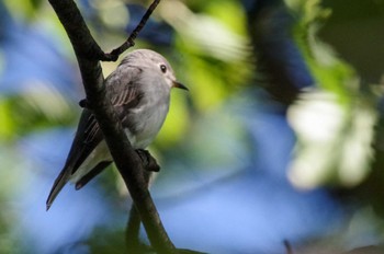 Asian Brown Flycatcher 福井緑地(札幌市西区) Thu, 9/8/2022