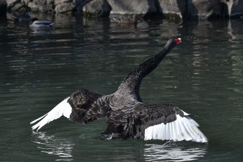 コクチョウ 動物園 撮影日未設定