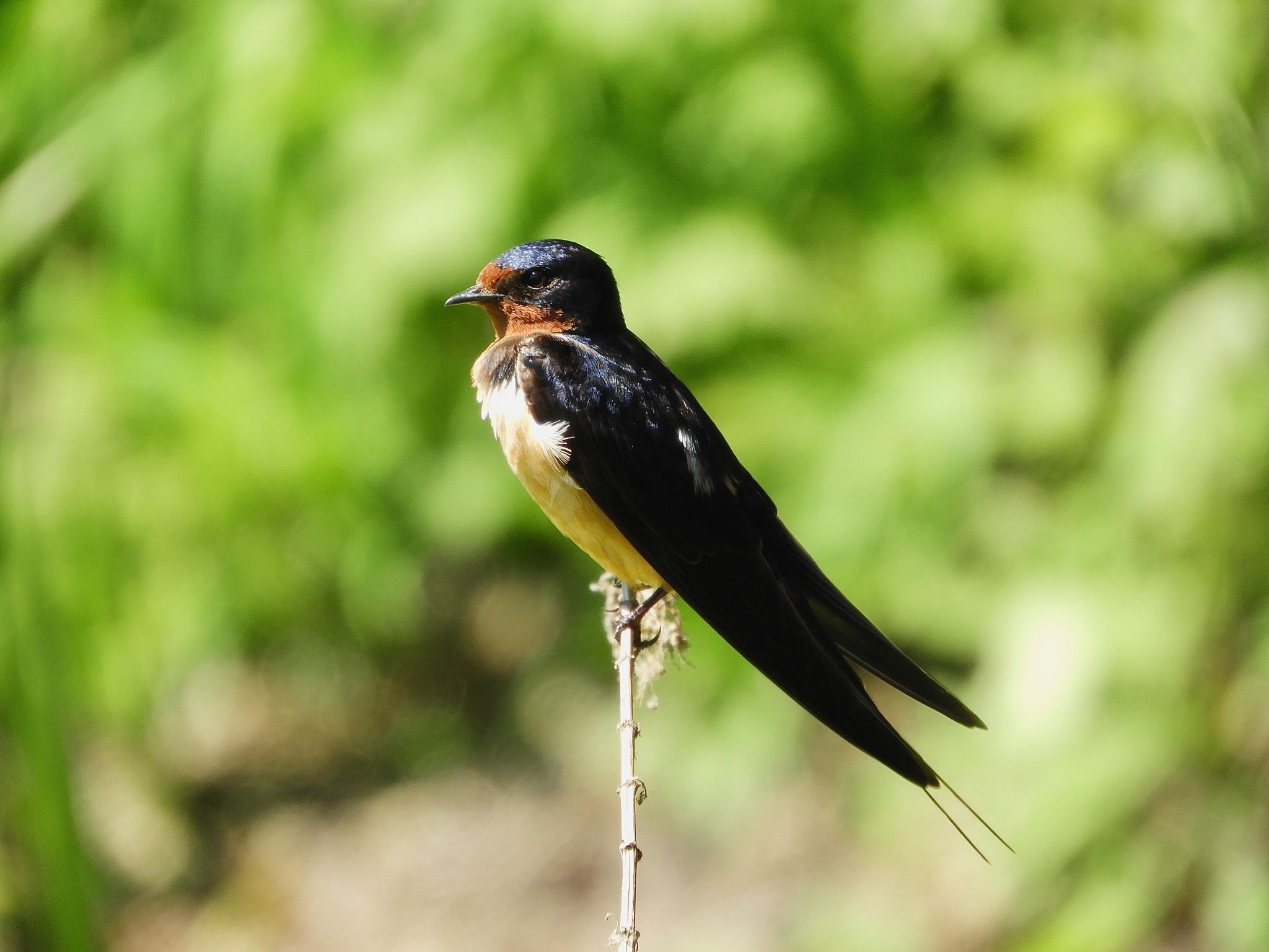 Barn Swallow