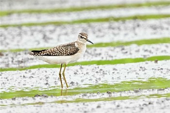 タカブシギ 川越 2022年9月3日(土)