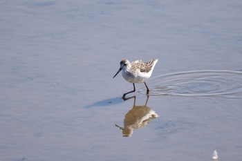 2022年9月8日(木) いしかり調整池(石狩調整池)の野鳥観察記録