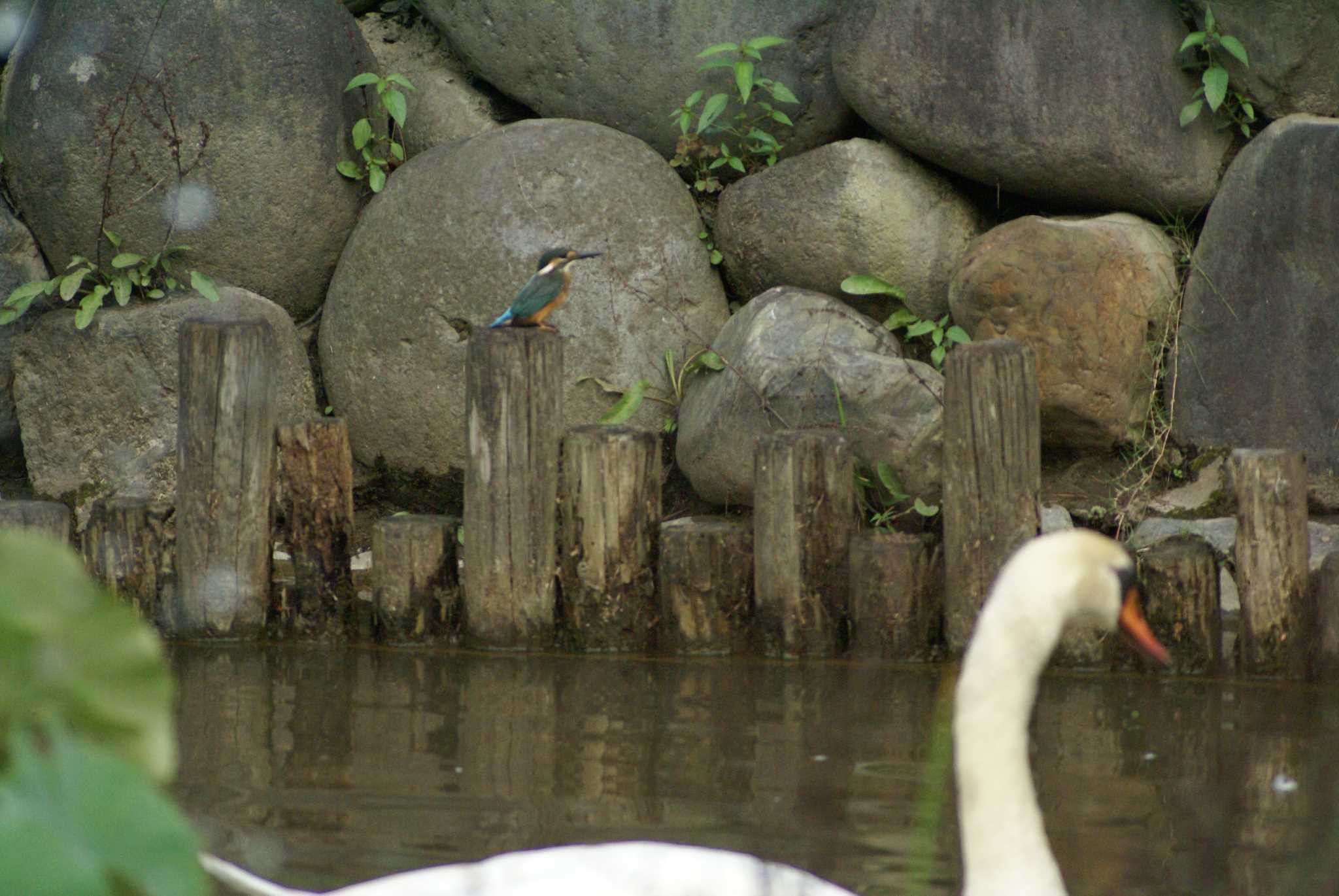 Photo of Mute Swan at  by bea