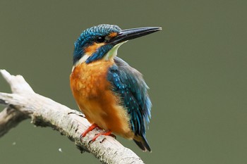 Common Kingfisher 四季の森公園(横浜市緑区) Sun, 9/4/2022