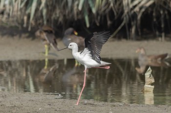 2022年9月4日(日) 伊佐沼の野鳥観察記録