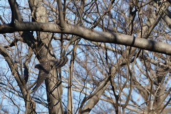 ハイタカ 世田谷区の公園 撮影日未設定