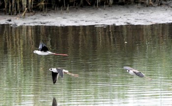 Wed, 9/7/2022 Birding report at 六郷橋緑地