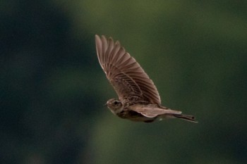 Eurasian Skylark 天竜川 Thu, 6/23/2022