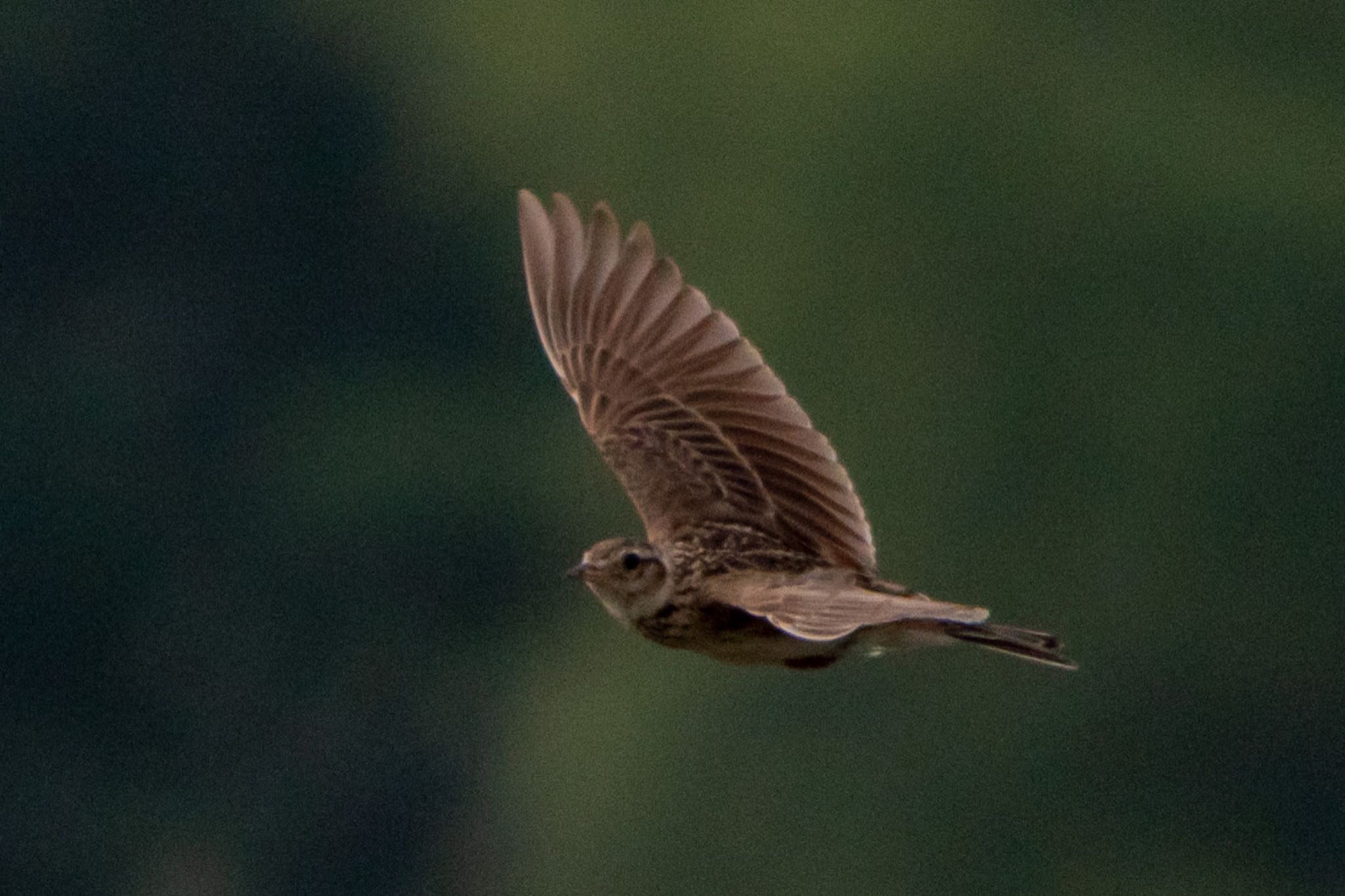 Photo of Eurasian Skylark at 天竜川 by はる