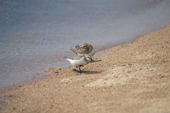 Thu, 9/8/2022 Birding report at 飯梨川河口(島根県安来市)