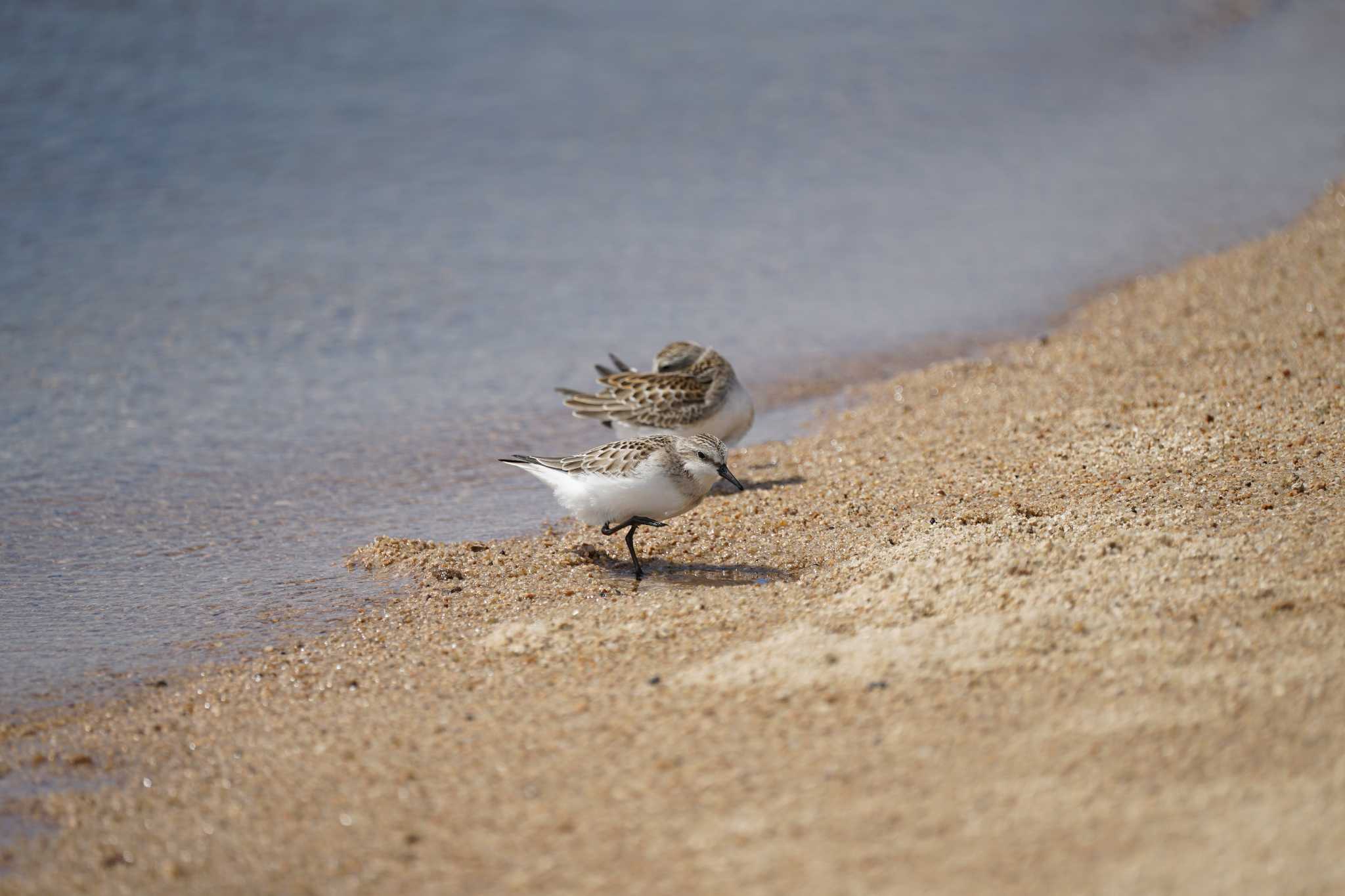 Photo of Red-necked Stint at 飯梨川河口(島根県安来市) by ひらも