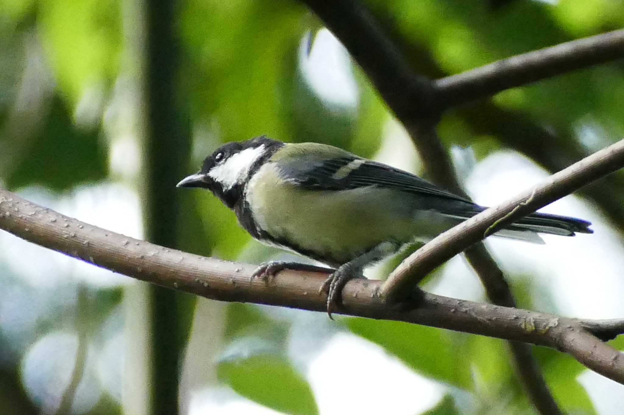 Photo of Japanese Tit at 東京都 by アカウント5509