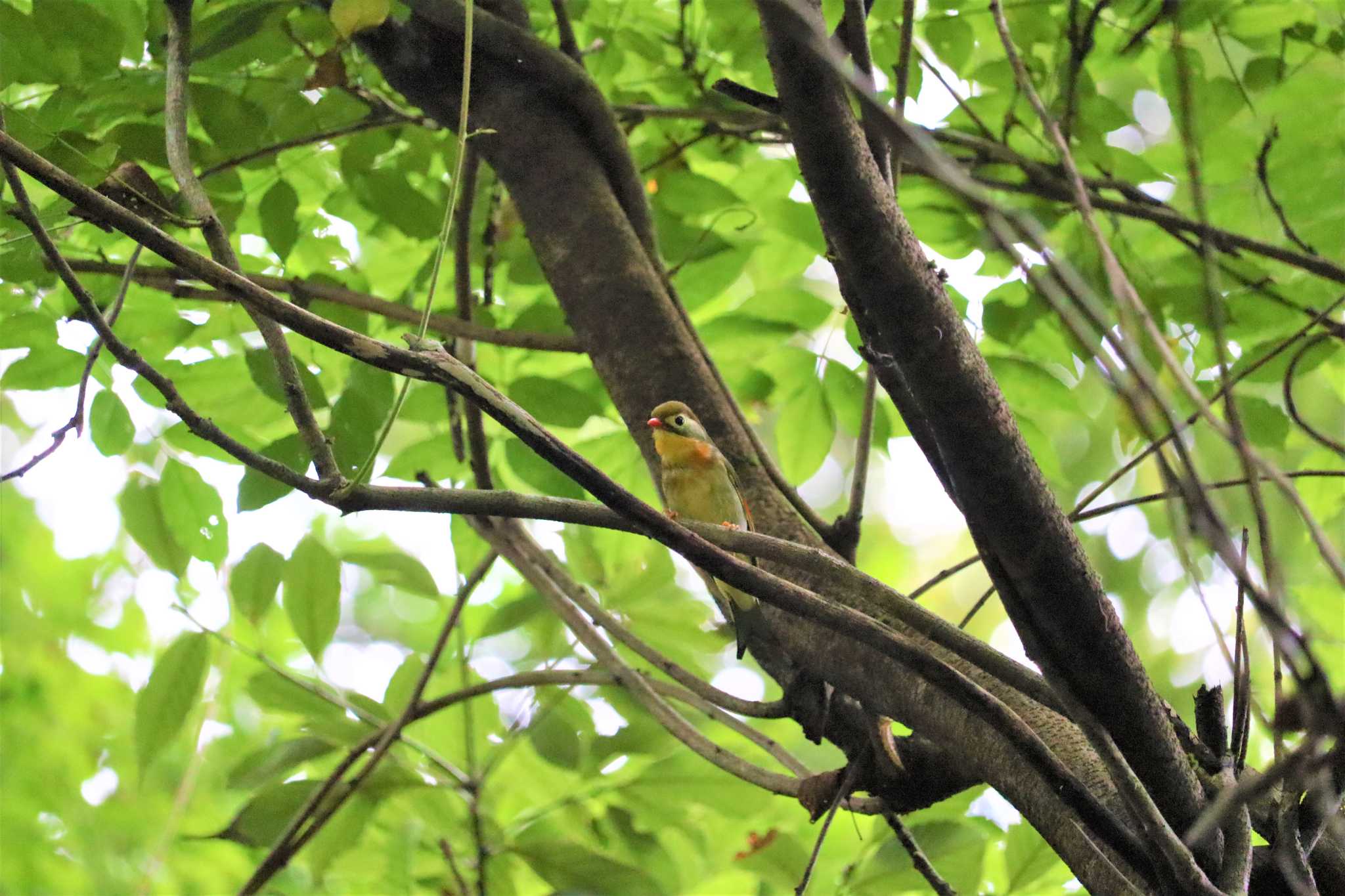 Red-billed Leiothrix