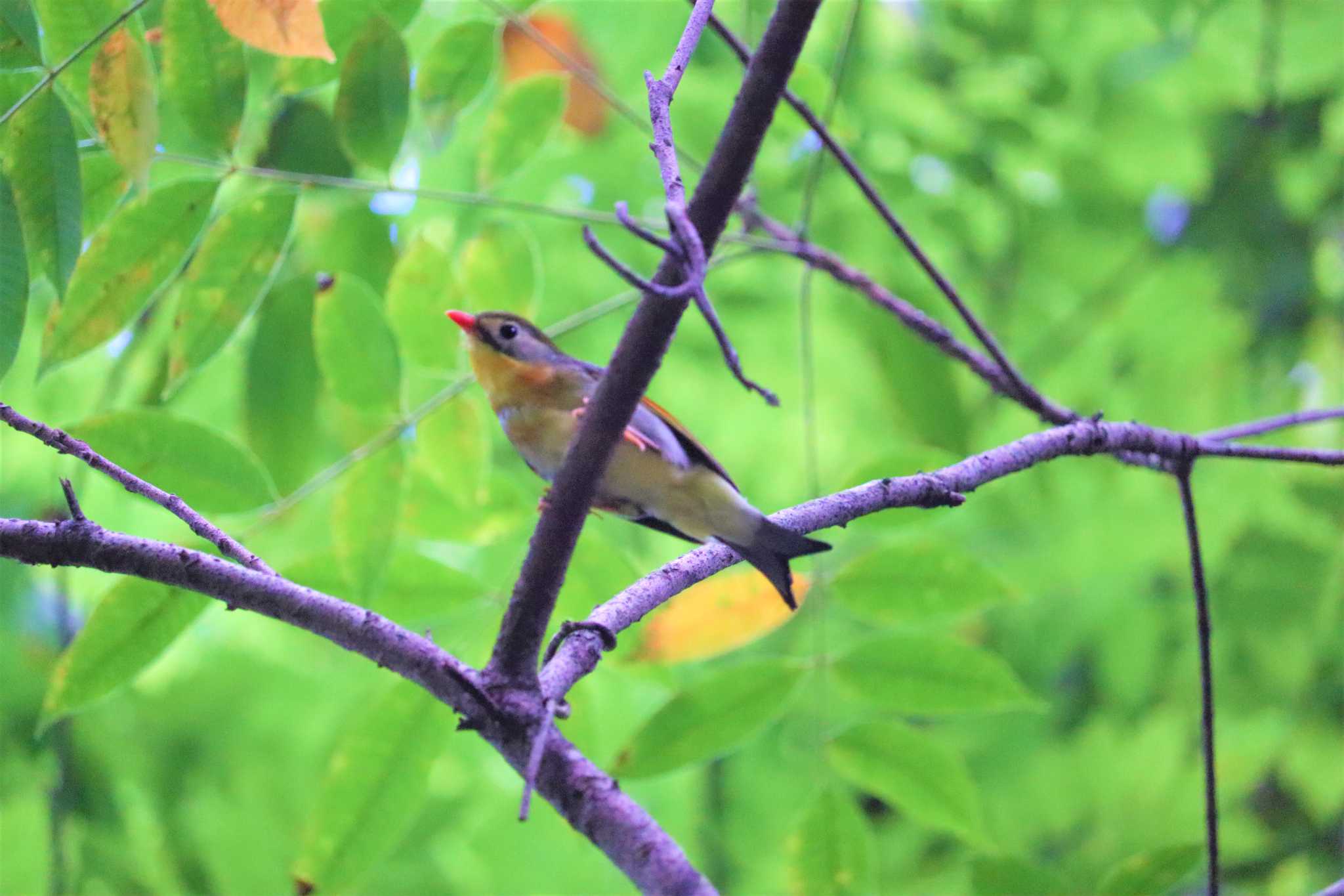 Red-billed Leiothrix