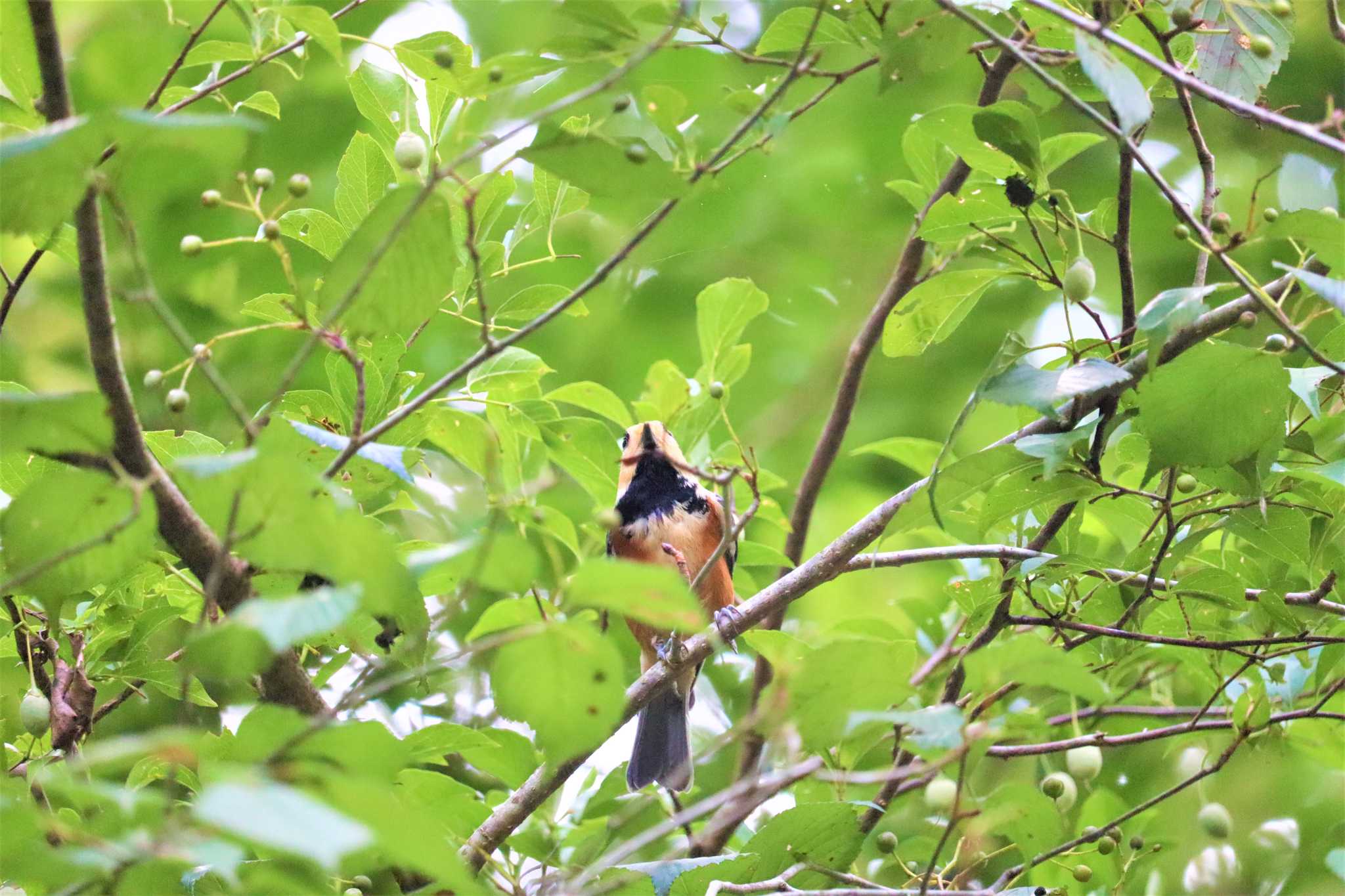 Varied Tit