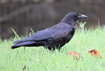 2022年9月7日(水) 大池公園の野鳥観察記録