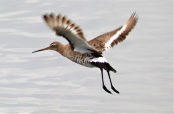 2022年9月8日(木) 土留木川河口(東海市)の野鳥観察記録