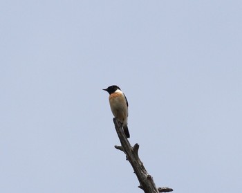 Mon, 5/27/2013 Birding report at Senjogahara Marshland