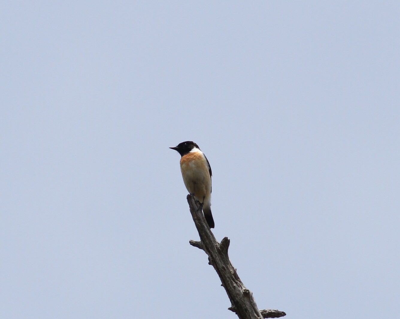 Photo of Amur Stonechat at Senjogahara Marshland by サンダーバード