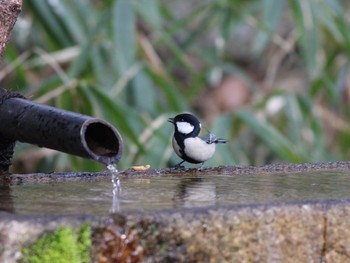 2011年3月6日(日) 京都御所の野鳥観察記録