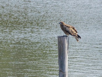 2021年11月3日(水) 東京港野鳥公園の野鳥観察記録