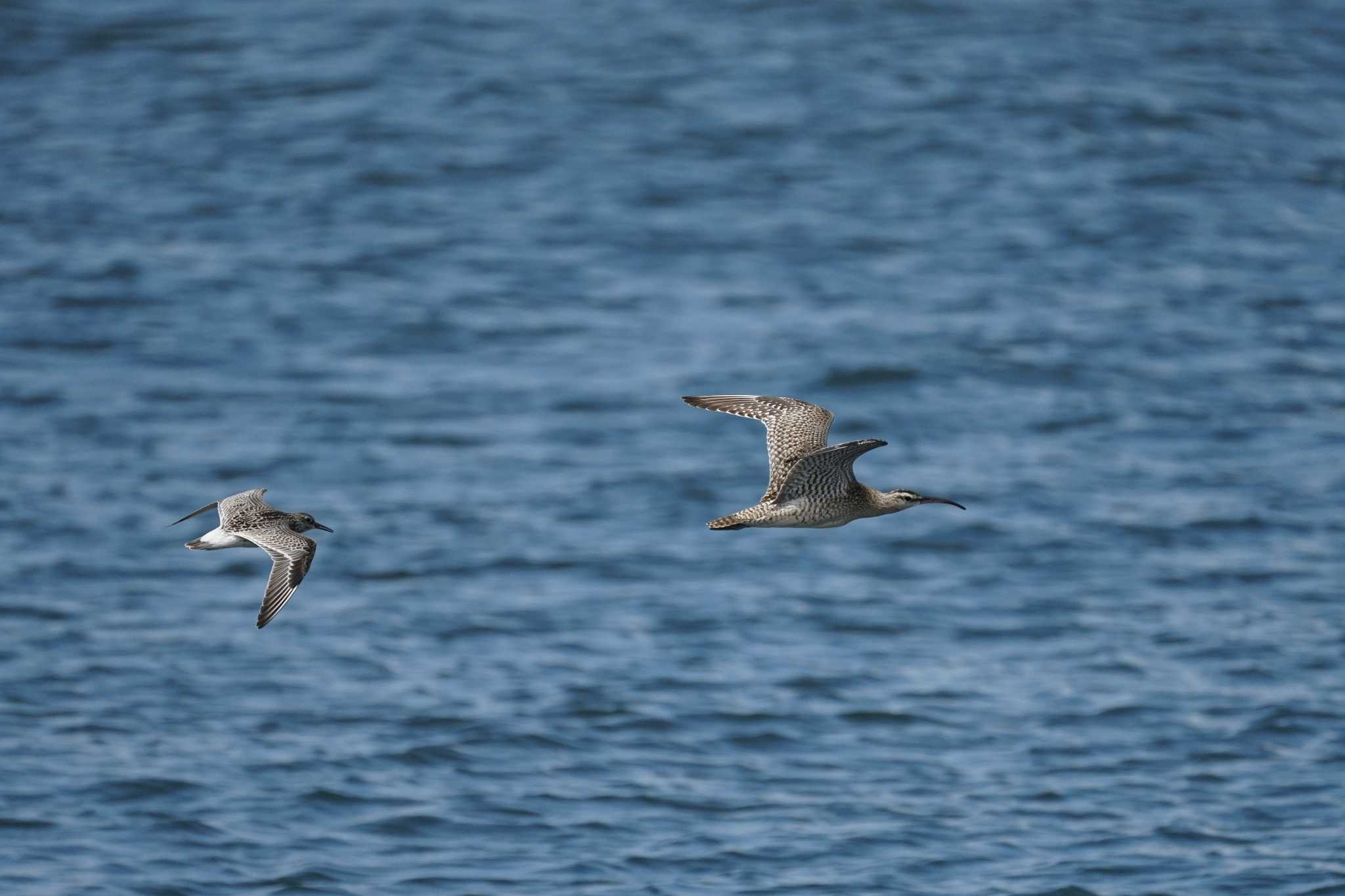 Eurasian Whimbrel