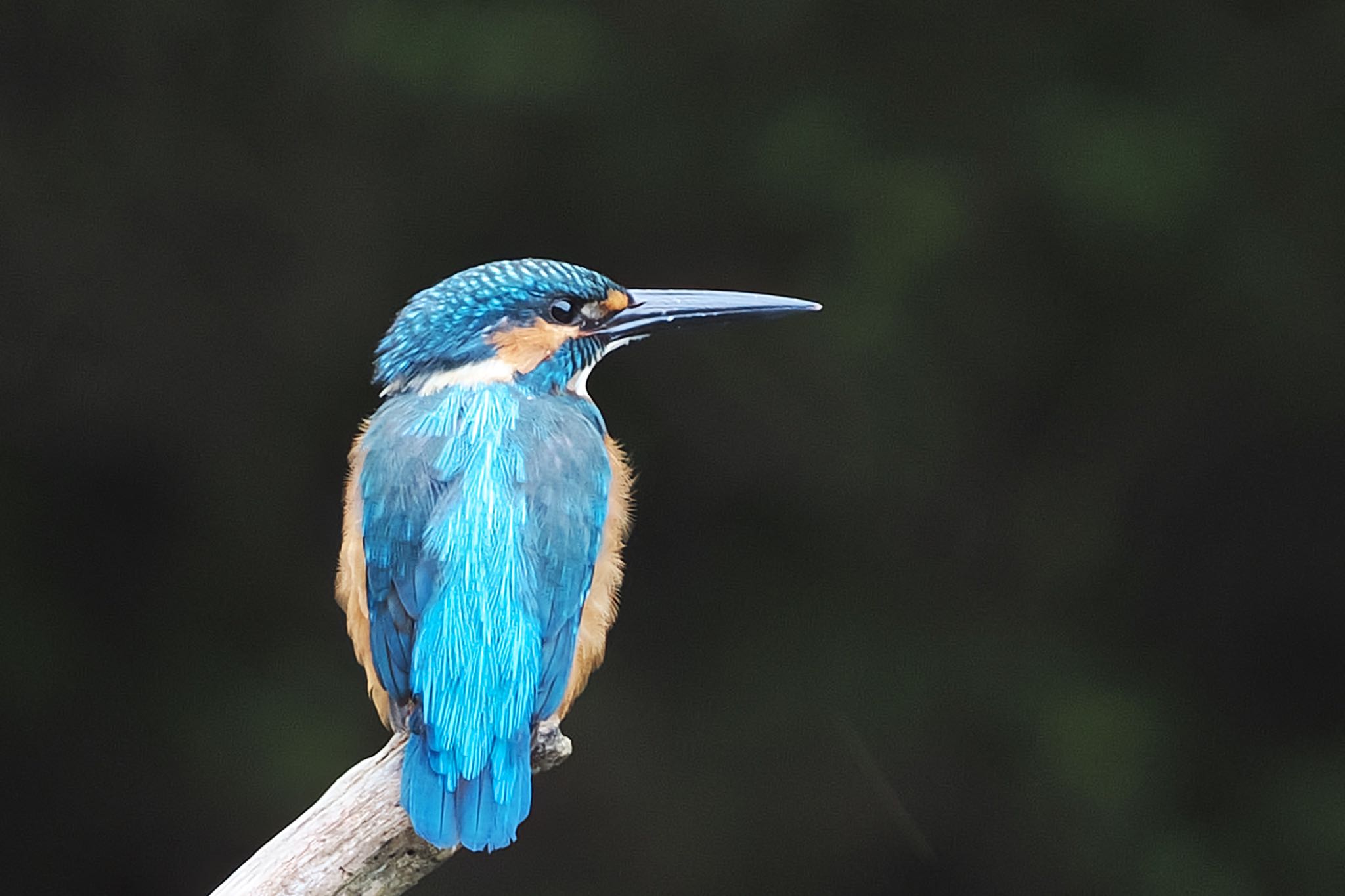 Common Kingfisher