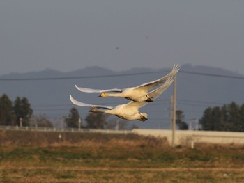 Whooper Swan Izunuma Thu, 11/29/2012