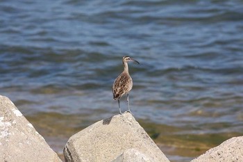 Eurasian Whimbrel 雲出川河口 Unknown Date