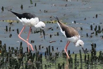 Black-winged Stilt Tokyo Port Wild Bird Park Sun, 8/14/2022