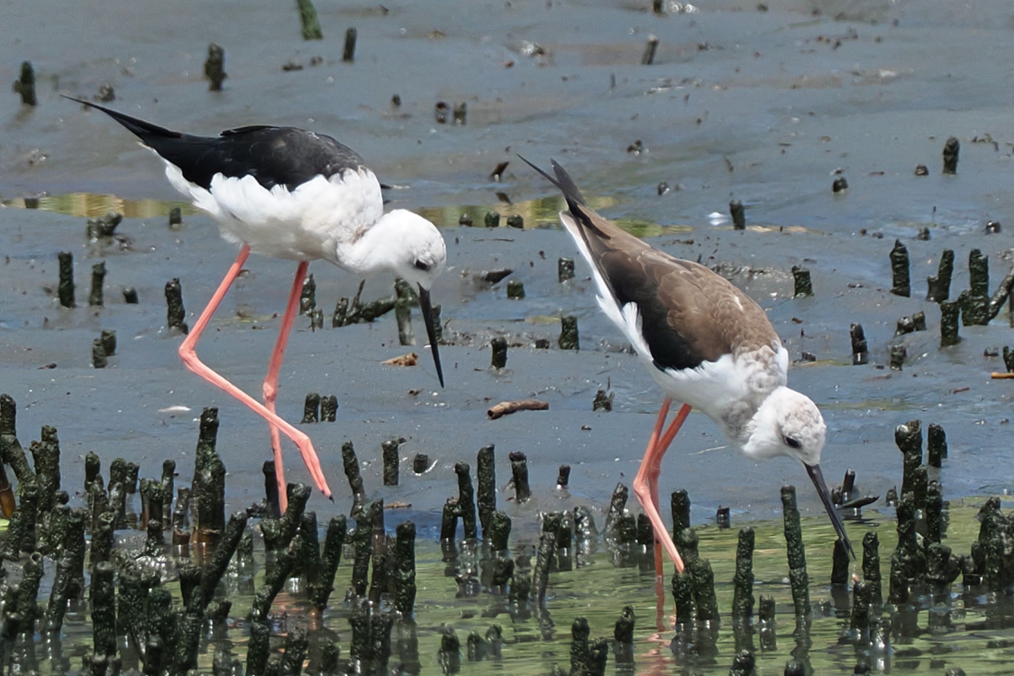 Photo of Black-winged Stilt at Tokyo Port Wild Bird Park by アポちん